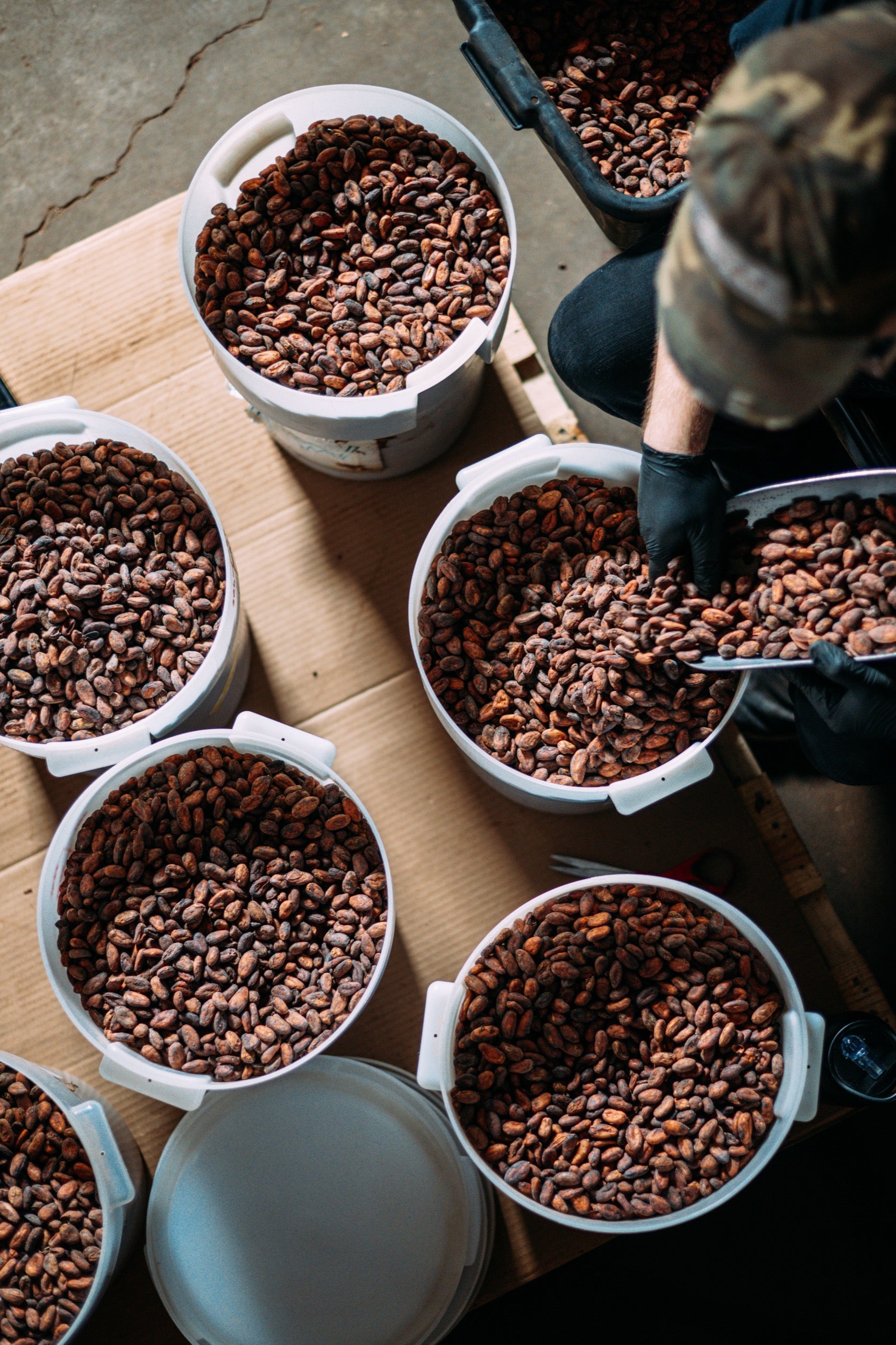 Person sorting cacao beans into white buckets  in Olive and Sinclair choclate factory 